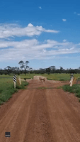 Sheep Leaps Over Cattle Grid at Queensland Property