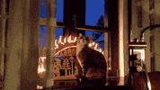 GIF by Giffffr