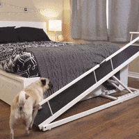 Crusoegifs dogs corgi dachshund corgis GIF