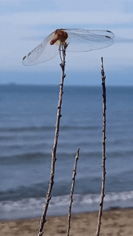 Simongip giphyupload GIF