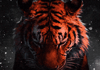 Circket GIF