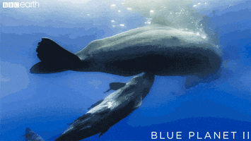 blue planet baby GIF by BBC Earth