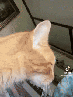 Cat Seriously GIF