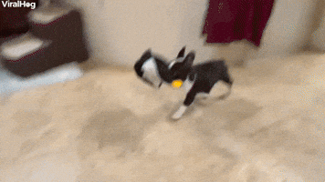 Puppy Thief Steals All the Things