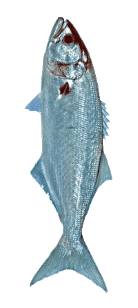 Fish Sticker