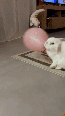 cuteanimalland giphyupload GIF