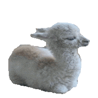 llama Sticker