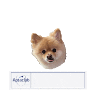 Bori Sticker by AptaclubKR