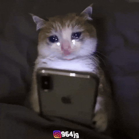 Cute Cat GIF