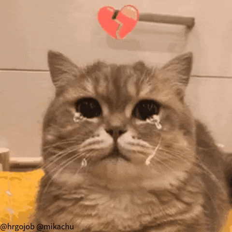 High Five Cute Cat GIF