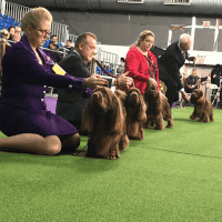 westminster dog show dogs GIF by Westminster Kennel Club