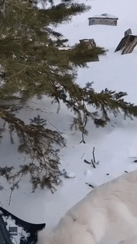 Helpful Dog 'Shovels' Snow in Prince Edward Island