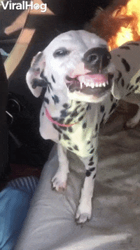 Dogs Funny Animals GIF by ViralHog