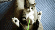 cat lap GIF