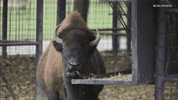 Hungry Mascot GIF by DAZN