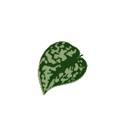 Plant Mom Sticker