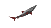 Shark Fin Sharks Sticker by We Are Water Films