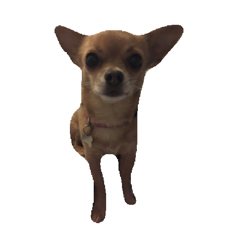 chihuahua STICKER by imoji