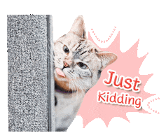 cat jk Sticker