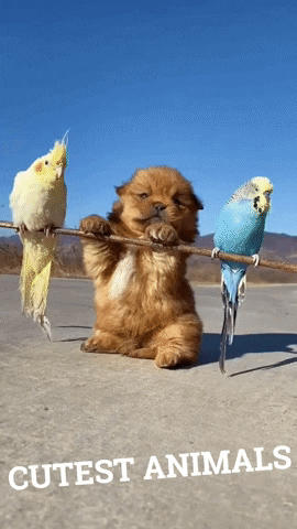 Birds-pet-cute GIFs - Get the best GIF on GIPHY