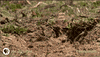 Groundhog Day GIF by Nature on PBS