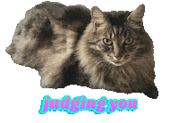Cat Judging You Sticker