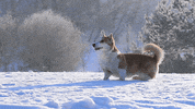 avpautomobilgruppe  GIF