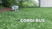 ridemcts corgibus petcostume corgi halloween corgination dogcostume ridemcts milwaukee GIF