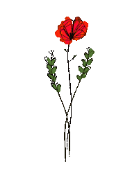deannafiedler rainbow flowers poppies poppy flower Sticker