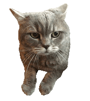 Cat Smopi Sticker by Blick am Abend