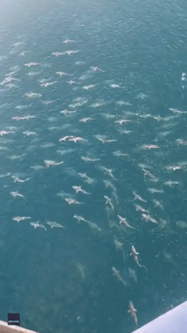 Panoramic View of Huge Shoal of Sharks