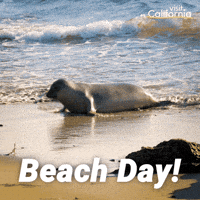 Sponsored gif. Seal slowly crawls its way up the wet sand of a California beach. Behind it, the tide rolls in. Text reads, “Beach day!”
