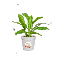 Rischioto flor decoracao vaso jardim Sticker