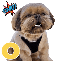 Zorro Omg Sticker by Pimp Yo Pets