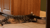 maximum laziness GIF