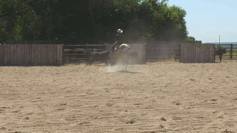 HorseandRider giphygifmaker horse cowgirl ranching GIF