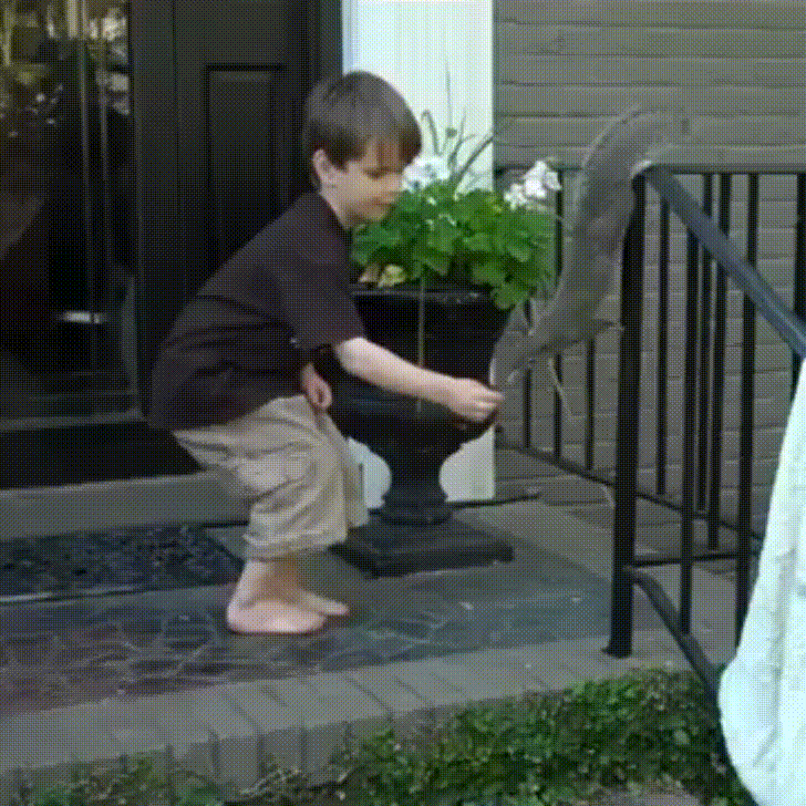 squirrel hugs GIF