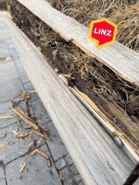 Wood What GIF by Linz News