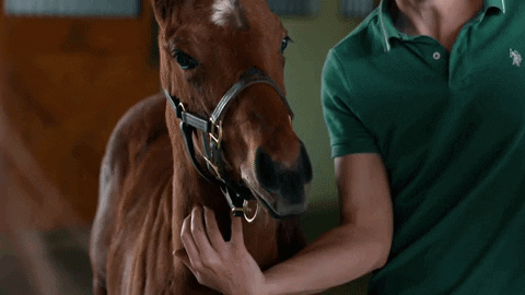 iamhorseracing giphygifmaker horse horse racing equine GIF