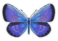 Illustration Butterfly Sticker