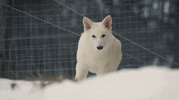 Snow Wolf GIF by Colossal