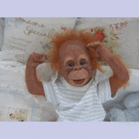 view orangutan GIF