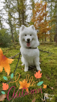 Falling Leaves Fall GIF