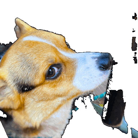 Dog Yes Sticker
