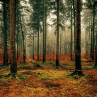 Lest We Forget Victory GIF by TeaCosyFolk