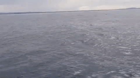 whale breach GIF
