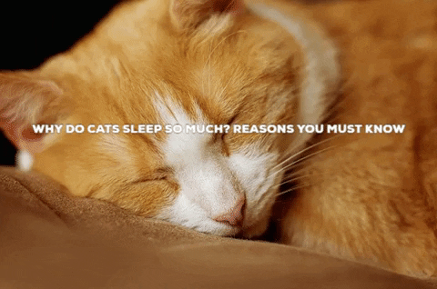 esaletteronline giphygifmaker cat cat sleep emotional support animal GIF