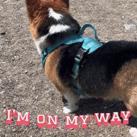 Corgi Milo GIF
