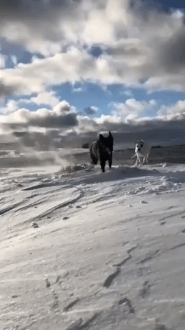 Nova Scotia Dogs Gallop Through Snow After Major Storm Passes