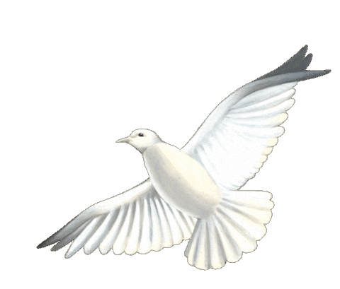 Album Dove Sticker by Prince